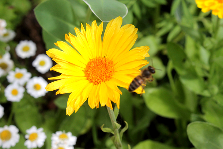 Фото В.Кузьмин (июль, 2025)