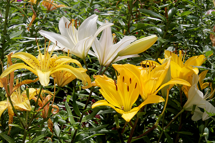 Фото В.Кузьмин (июль, 2025)