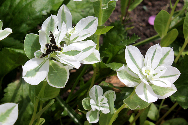 Фото В.Кузьмин (июль, 2025)