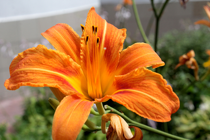 Фото В.Кузьмин (июль, 2025)