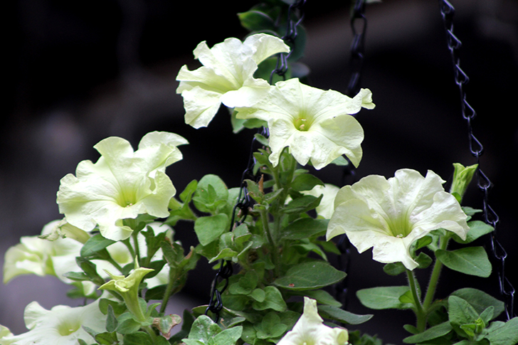 Фото В.Кузьмин (июль, 2025)