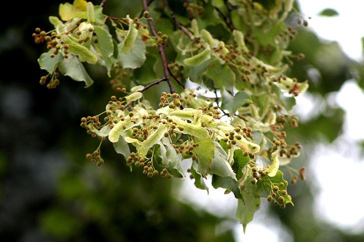Фото В.Кузьмин (июль, 2025)