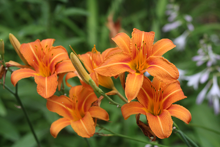 Фото В.Кузьмин (июль, 2025)