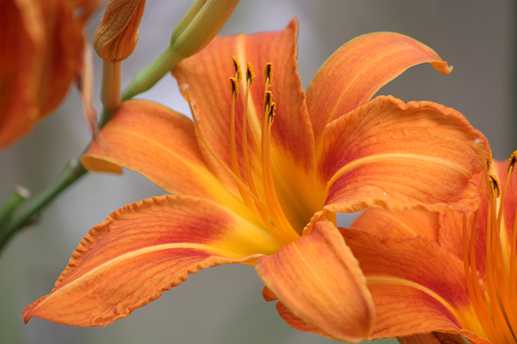 Фото В.Кузьмин (июль, 2025)