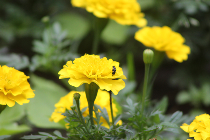 Фото В.Кузьмин (июль, 2025)