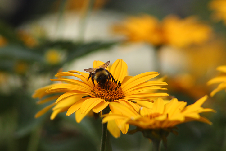 Фото В.Кузьмин (июль, 2025)