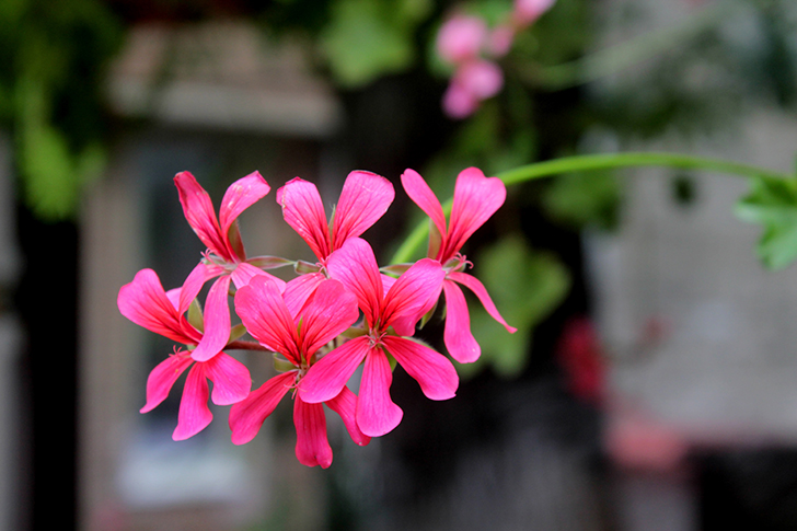 Фото В.Кузьмин (июль, 2025)