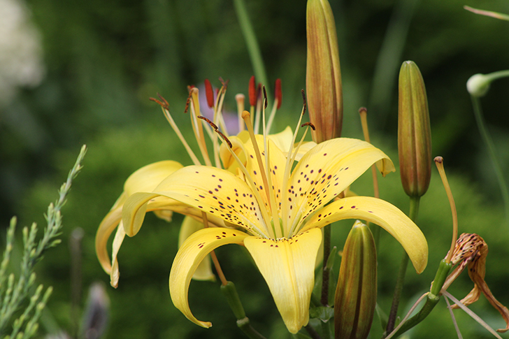 Фото В.Кузьмин (июль, 2025)