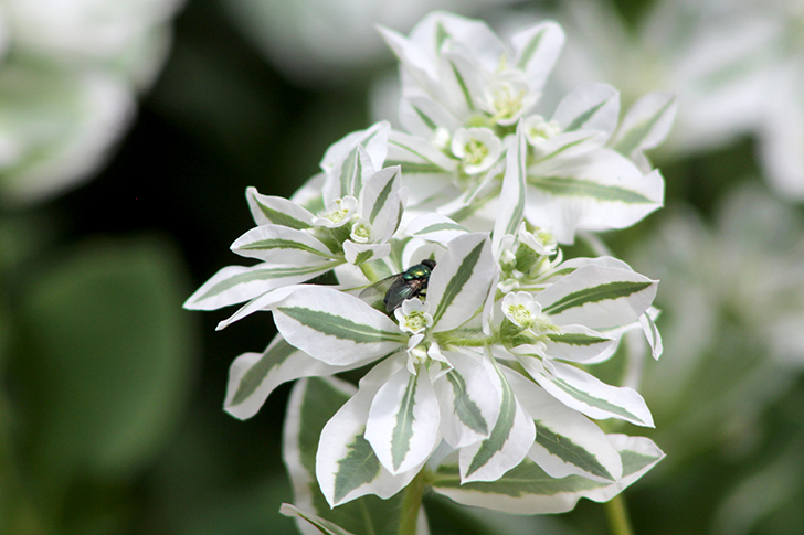 Фото В.Кузьмин (июль, 2025)