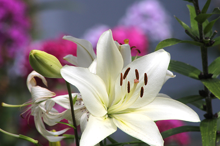 Фото В.Кузьмин (июль, 2025)