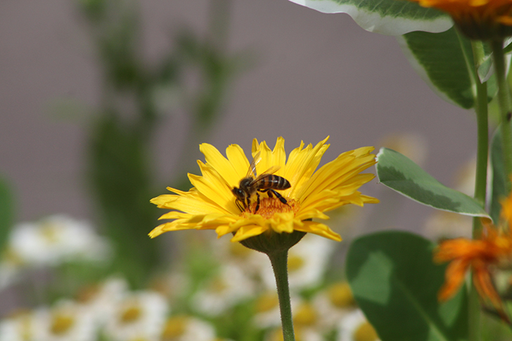 Фото В.Кузьмин (июль, 2025)