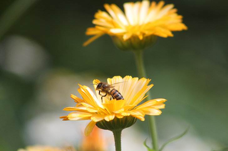 Фото В.Кузьмин (июль, 2025)
