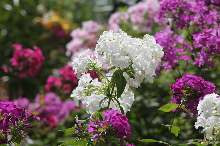 Фото В.Кузьмин (июль, 2025)