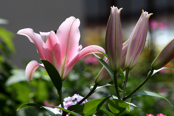 Фото В.Кузьмин (июль, 2025)