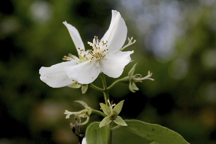 Фото В.Кузьмин (июль, 2025)