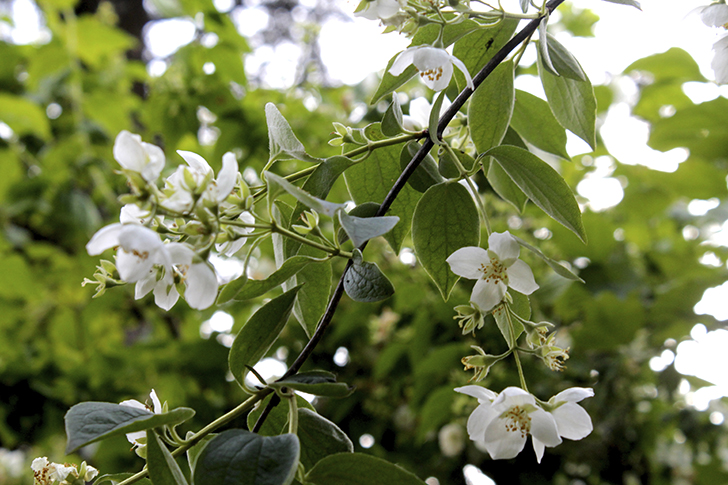 Фото В.Кузьмин (июль, 2025)
