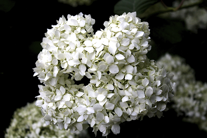 Фото В.Кузьмин (июль, 2025)