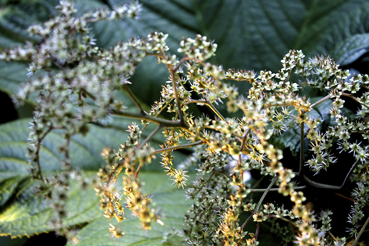 Фото В.Кузьмин (июль, 2025)