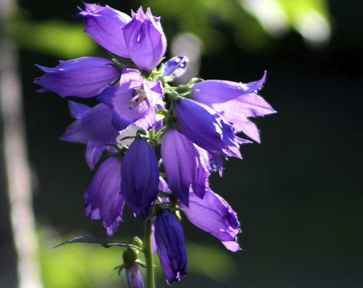 Фото В.Кузьмин (июль, 2025)
