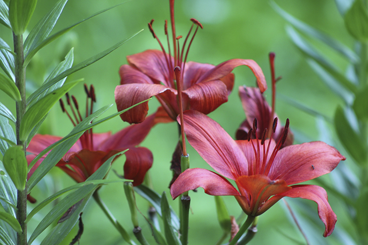 Фото В.Кузьмин (июль, 2025)