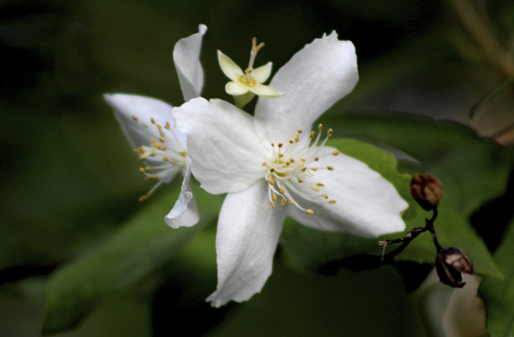 Фото В.Кузьмин (июль, 2025)