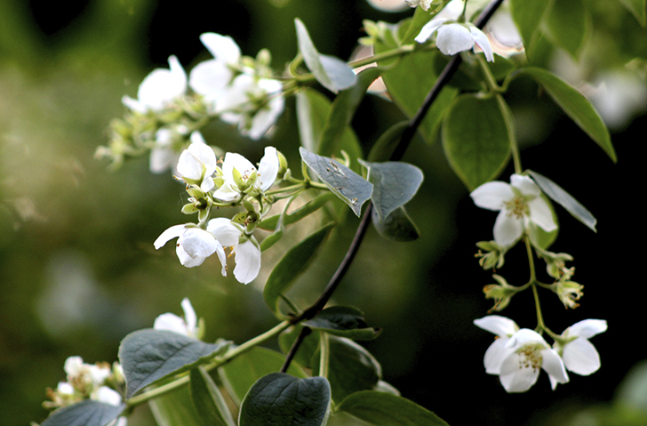 Фото В.Кузьмин (июль, 2025)