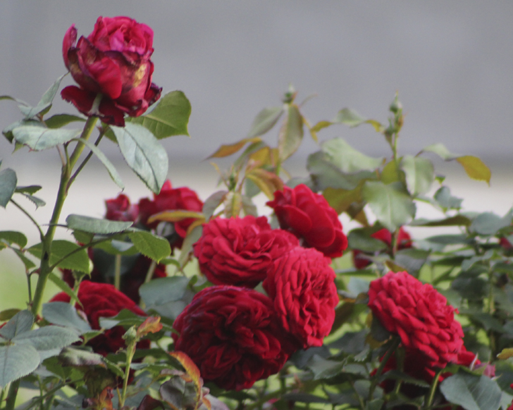 Фото В.Кузьмин (июль, 2025)