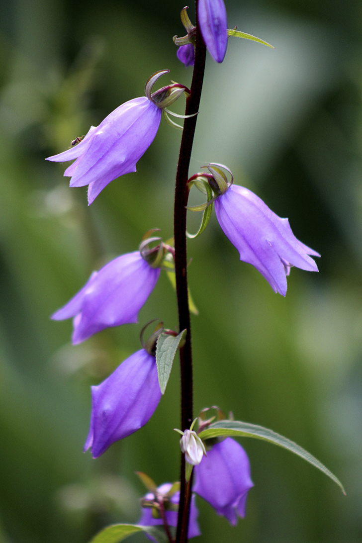 Фото В.Кузьмин (июль, 2025)