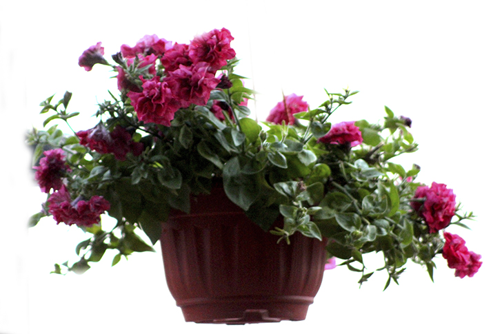 Фото В.Кузьмин (июль, 2025)