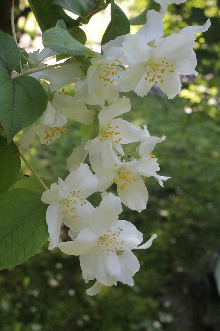 Фото В.Кузьмин (июль, 2025)