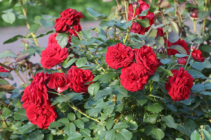 Фото В.Кузьмин (июль, 2025)