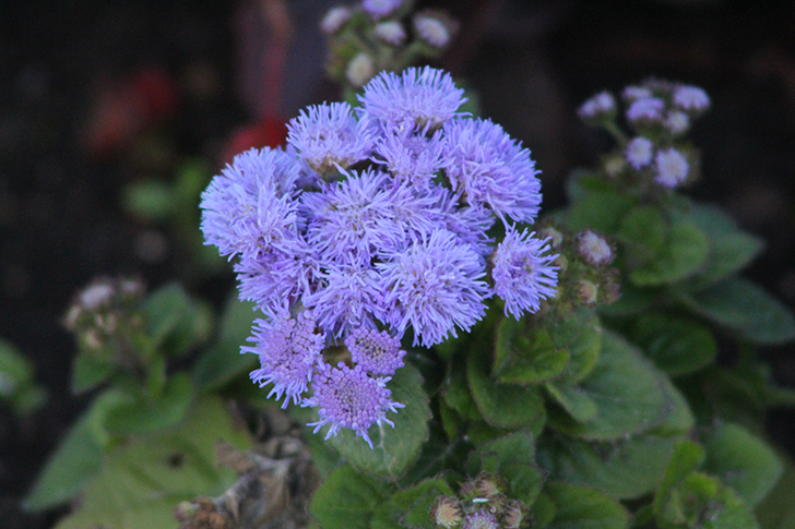 Фото В.Кузьмин (июль, 2025)