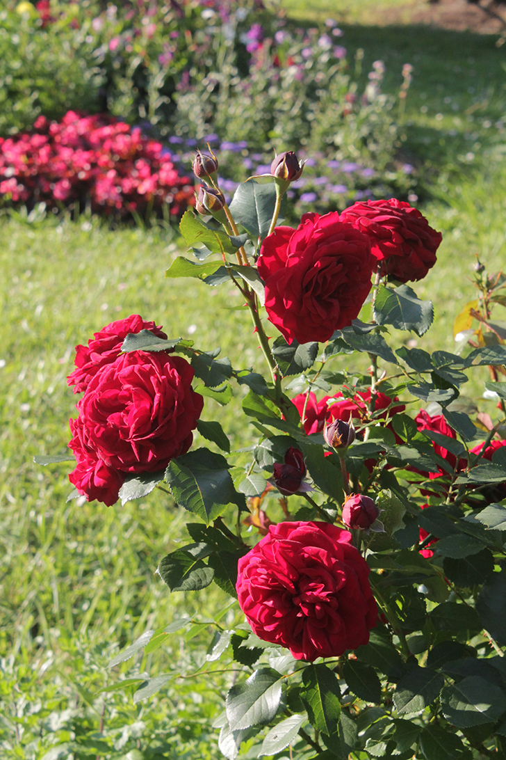 Фото В.Кузьмин (июль, 2025)
