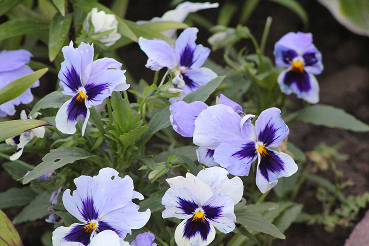 Фото В.Кузьмин (июль, 2025)