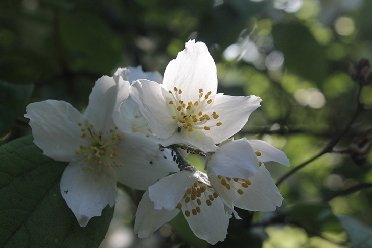 Фото В.Кузьмин (июль, 2025)