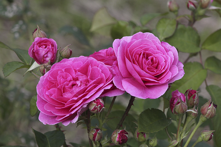 Фото В.Кузьмин (июль, 2025)