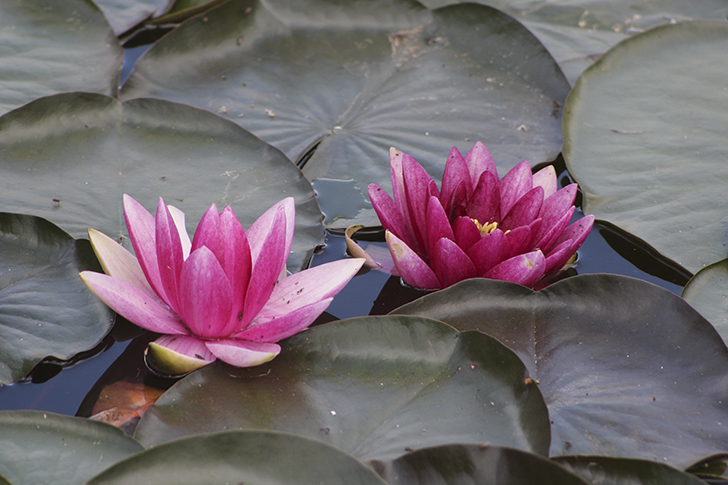 Фото В.Кузьмин (июль, 2025)