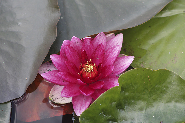 Фото В.Кузьмин (июль, 2025)