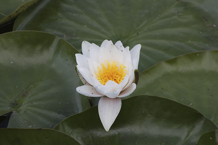 Фото В.Кузьмин (июль, 2025)