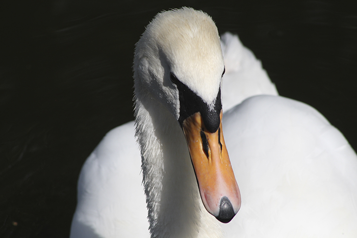 Фото В.Кузьмин (июль, 2025)