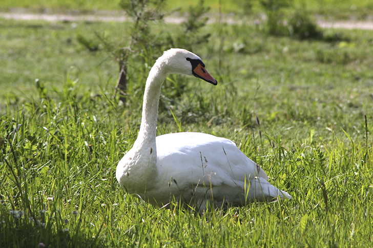 Фото В.Кузьмин (июль, 2025)