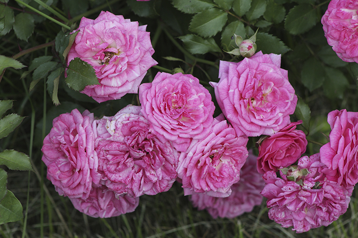 Фото В.Кузьмин (июль, 2025)