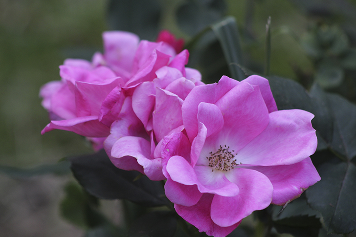 Фото В.Кузьмин (июль, 2025)