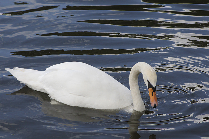 Фото В.Кузьмин (июль, 2025)