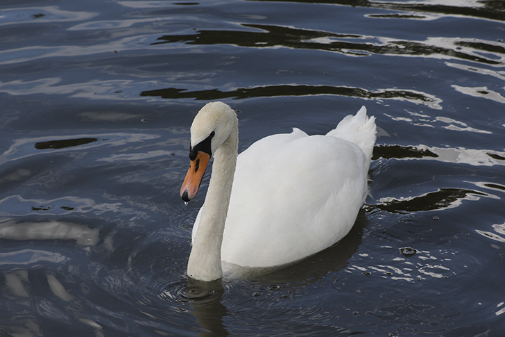 Фото В.Кузьмин (июль, 2025)