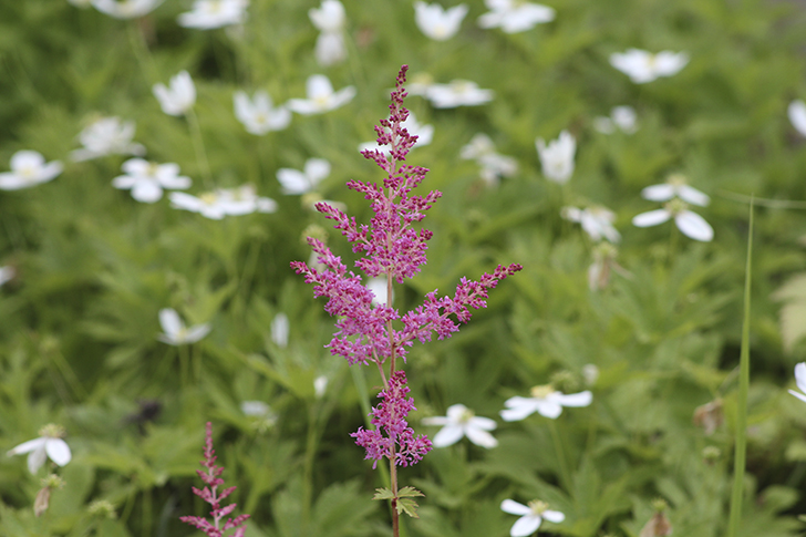 Фото В.Кузьмин (июль, 2025)