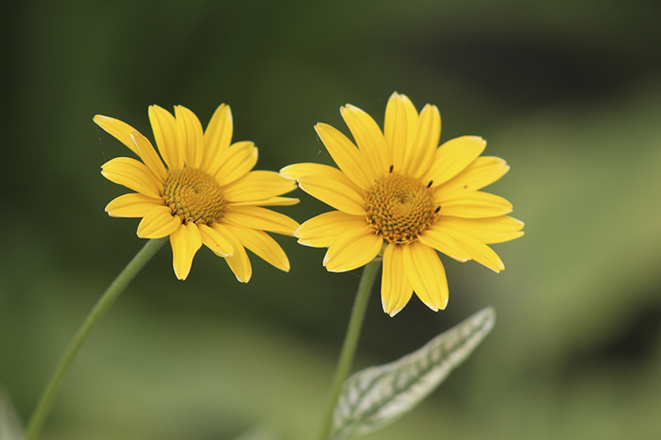 Фото В.Кузьмин (июль, 2025)