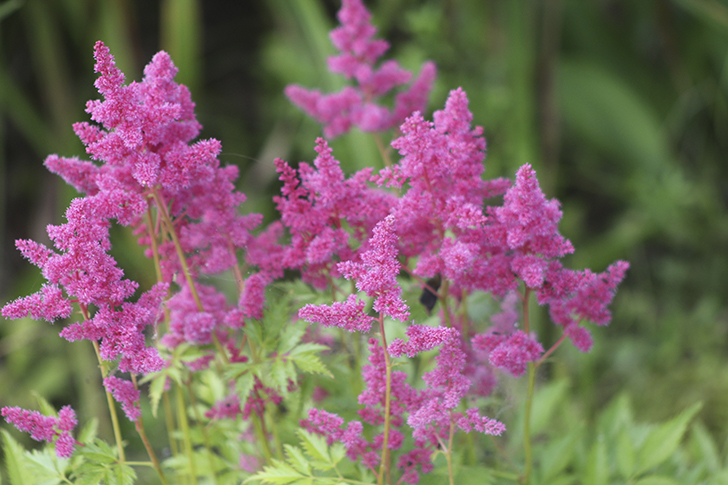 Фото В.Кузьмин (июль, 2025)