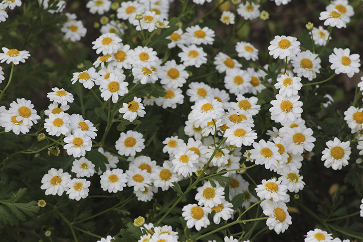 Фото В.Кузьмин (июль, 2025)