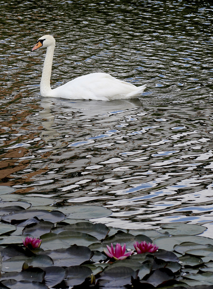 Фото В.Кузьмин (июль, 2025)